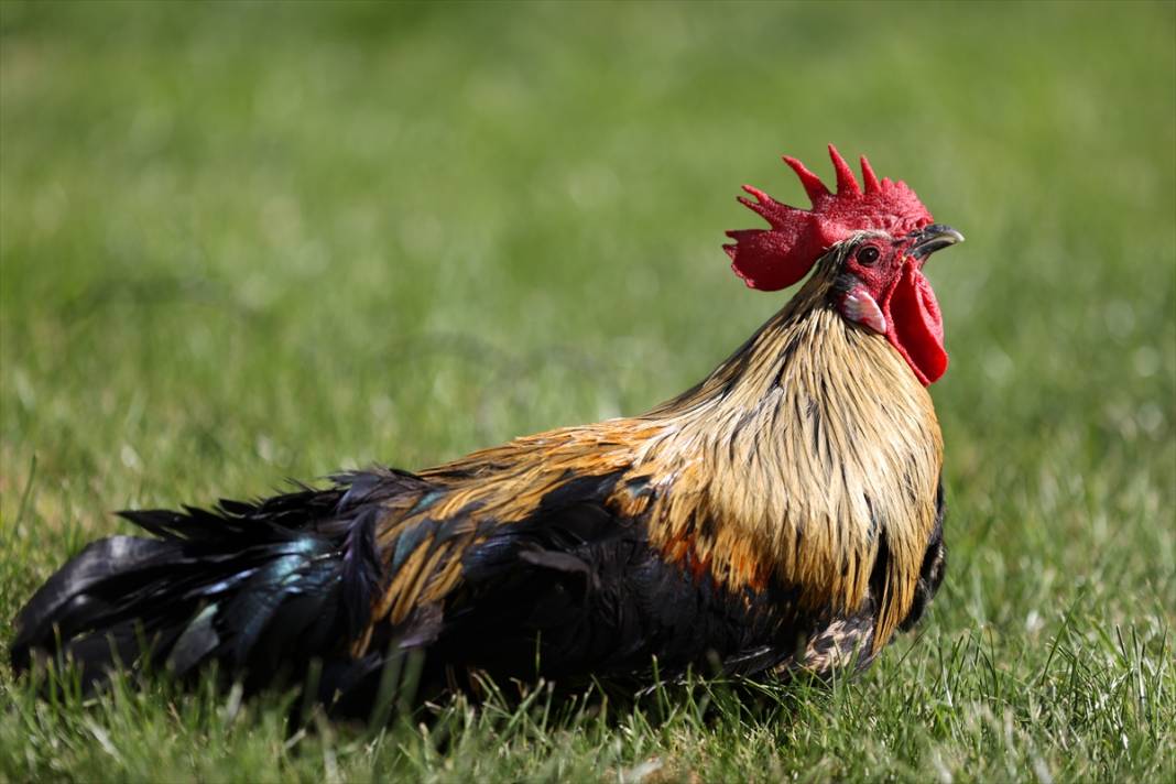 Türkiye’nin en prestijlisi! Denizli horozunu Konya koruyor 11